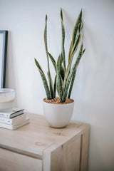 Sansevieria - PianteFioriShop