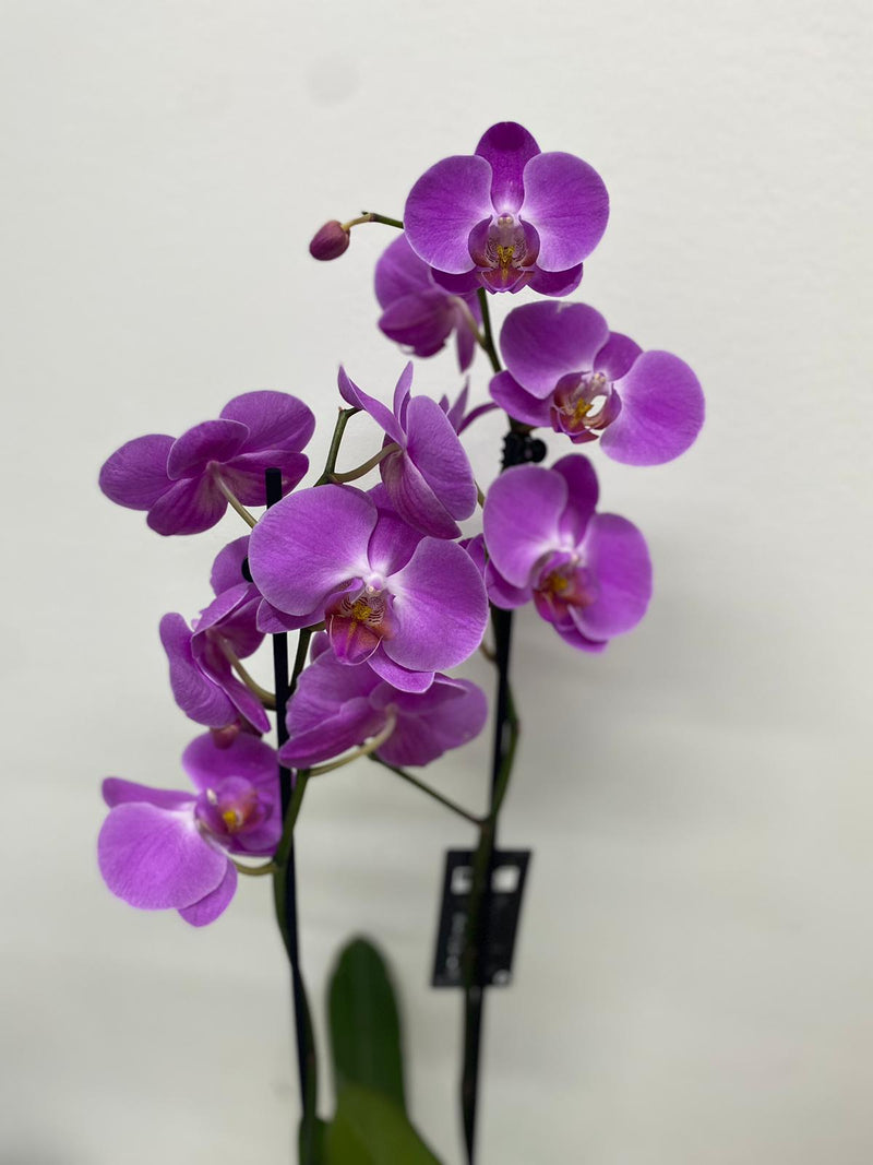 Orchidea 2 Rami - PianteFioriShop