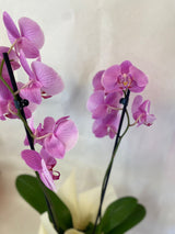 Orchidea 2 Rami - PianteFioriShop