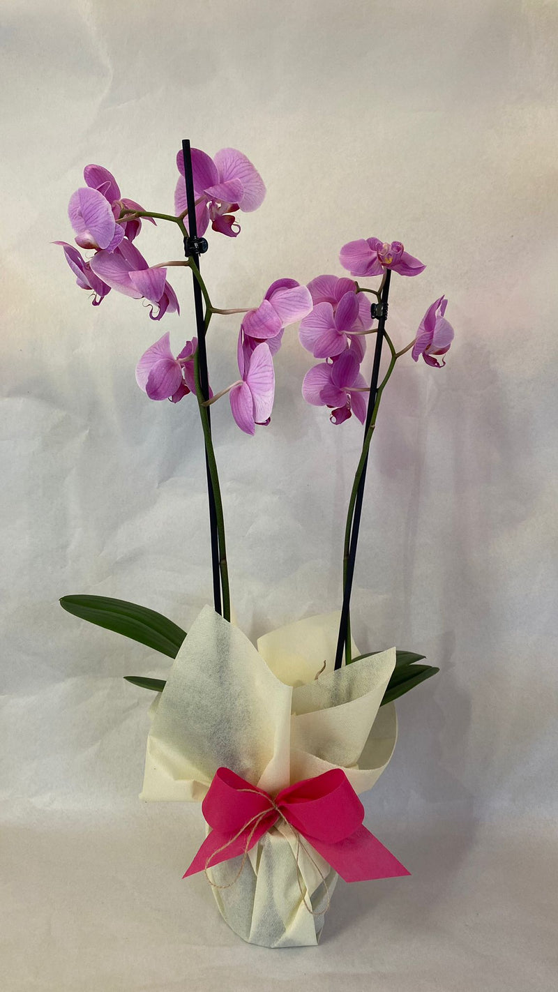 Orchidea 2 Rami - PianteFioriShop