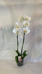 Orchidea 2 Rami - PianteFioriShop