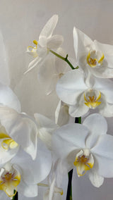 Orchidea 2 Rami - PianteFioriShop