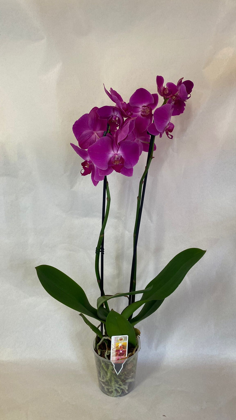 Orchidea 2 Rami - PianteFioriShop