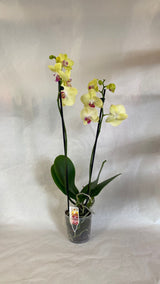 Orchidea 2 Rami - PianteFioriShop