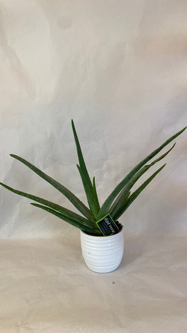 Aloe Vera Vaso Ceramica - PianteFioriShop