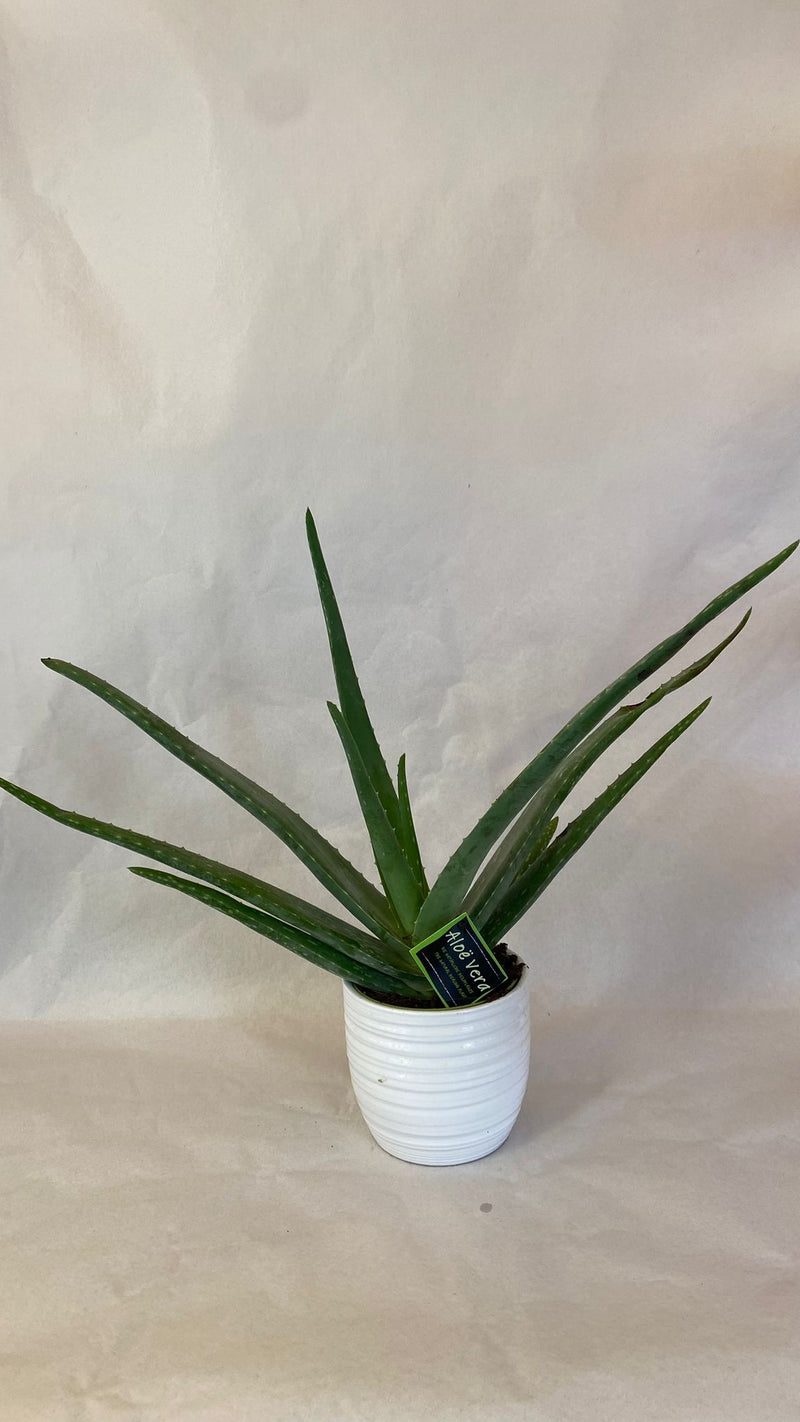 Aloe Vera Vaso Ceramica - PianteFioriShop