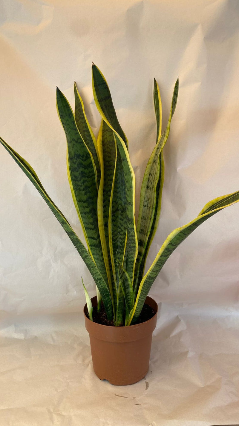 Sansevieria - PianteFioriShop