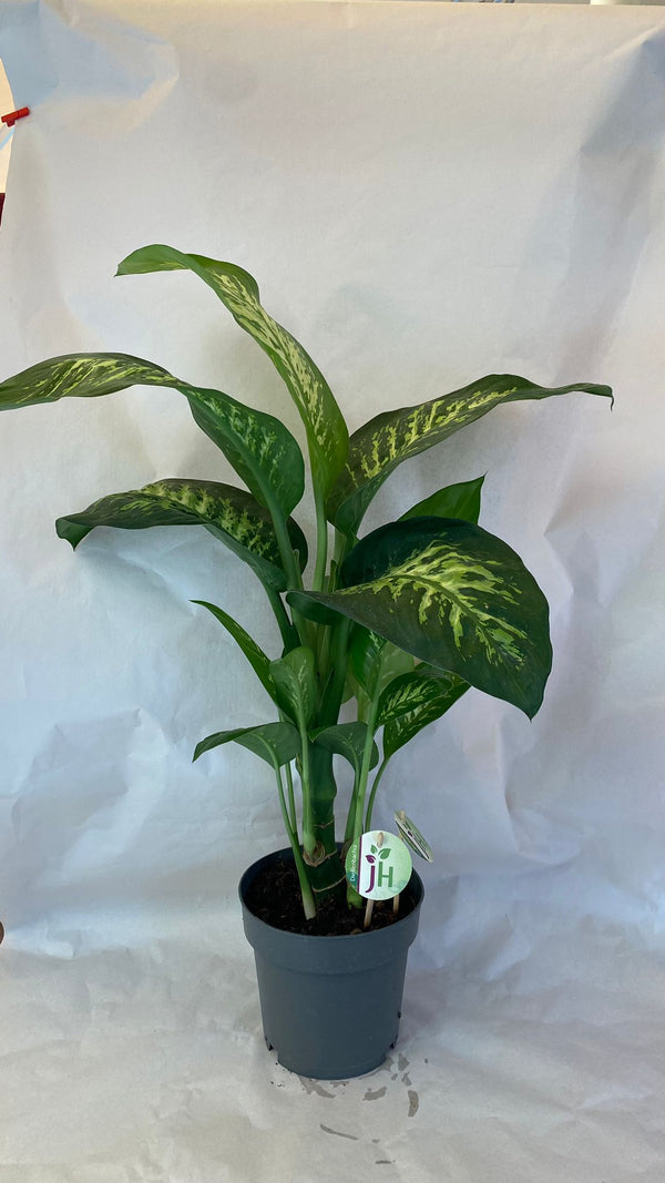 Dieffenbachia - PianteFioriShop