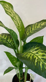 Dieffenbachia - PianteFioriShop