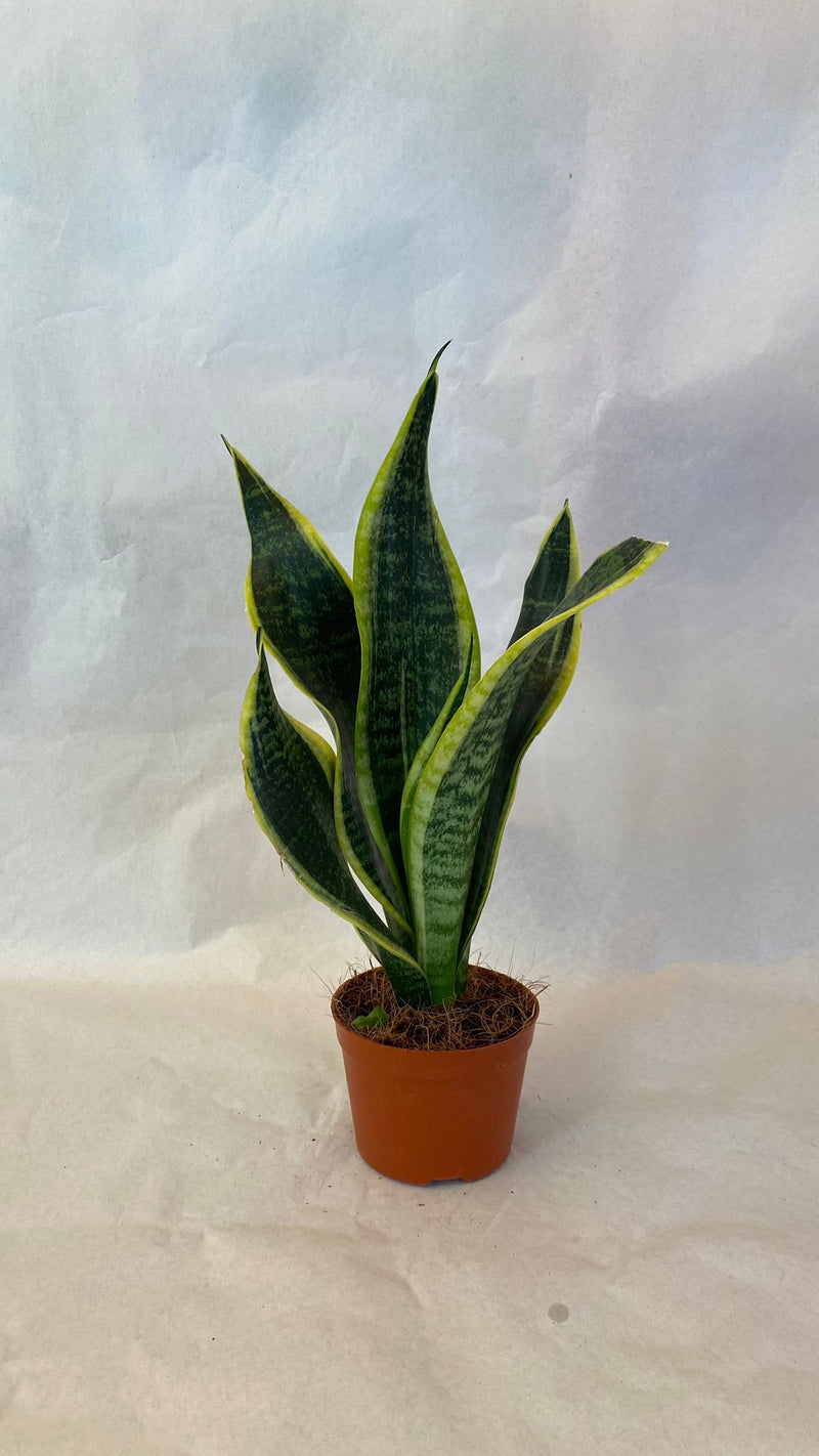 Sansevieria - PianteFioriShop